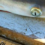 ECU researchers track NC sharks